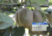 西安市周至县PG国际猕猴桃生产记录图片
