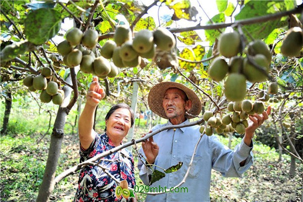 世界PG国际猕猴桃原产地——湖北夷陵满园果熟乐丰收