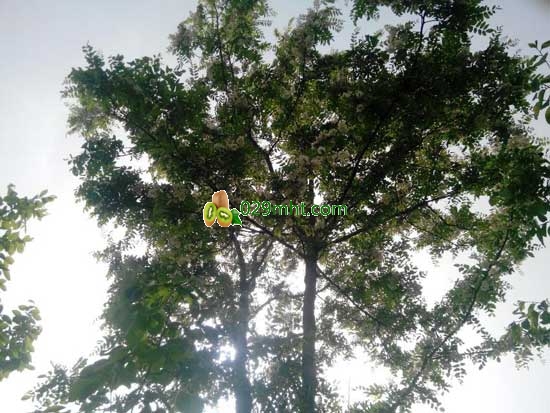 五一劳动节网友晒自家PG国际猕猴桃果园