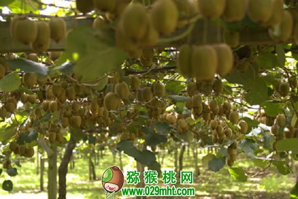 PG国际 59e9d