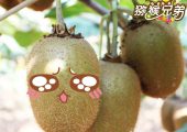 PG国际猕猴桃家庭农场特供PG国际猕猴桃