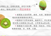 周至PG国际猕猴桃宣传图片素材