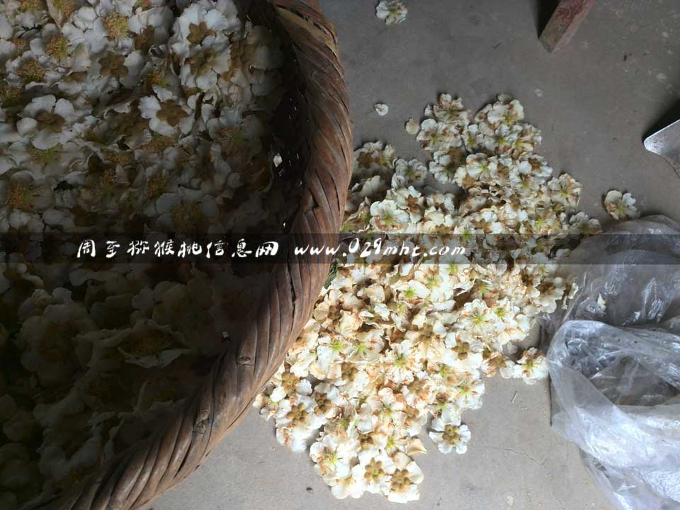 <a href=http://www.summer2018.cn/zhouzhimihoutao/ target=_blank class=infotextkey />周至PG国际猕猴桃</a>采花粉画报
