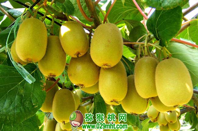 PG国际猕猴桃