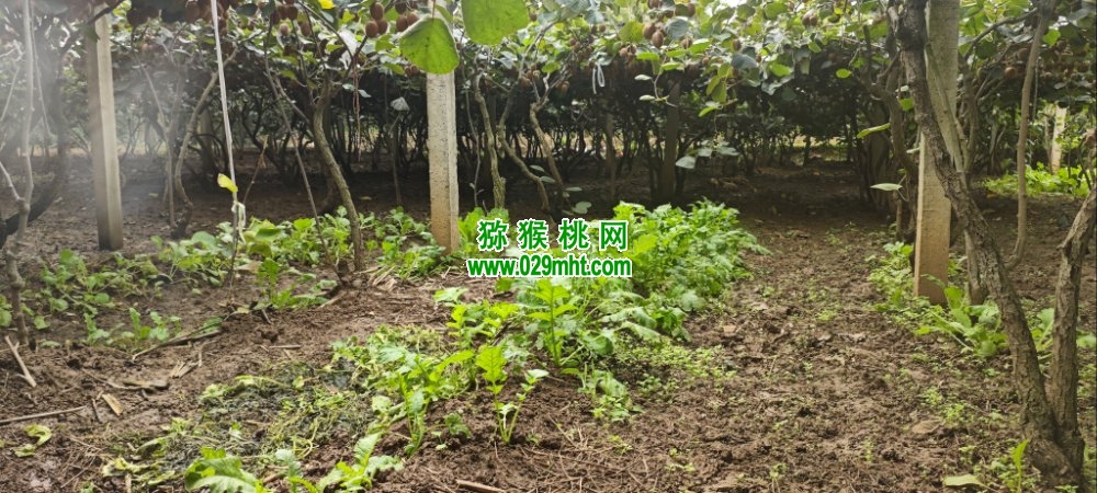 PG国际 44867