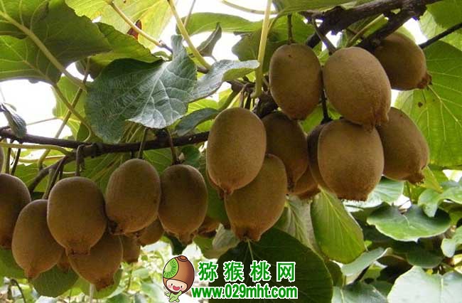 PG国际猕猴桃种植条件
