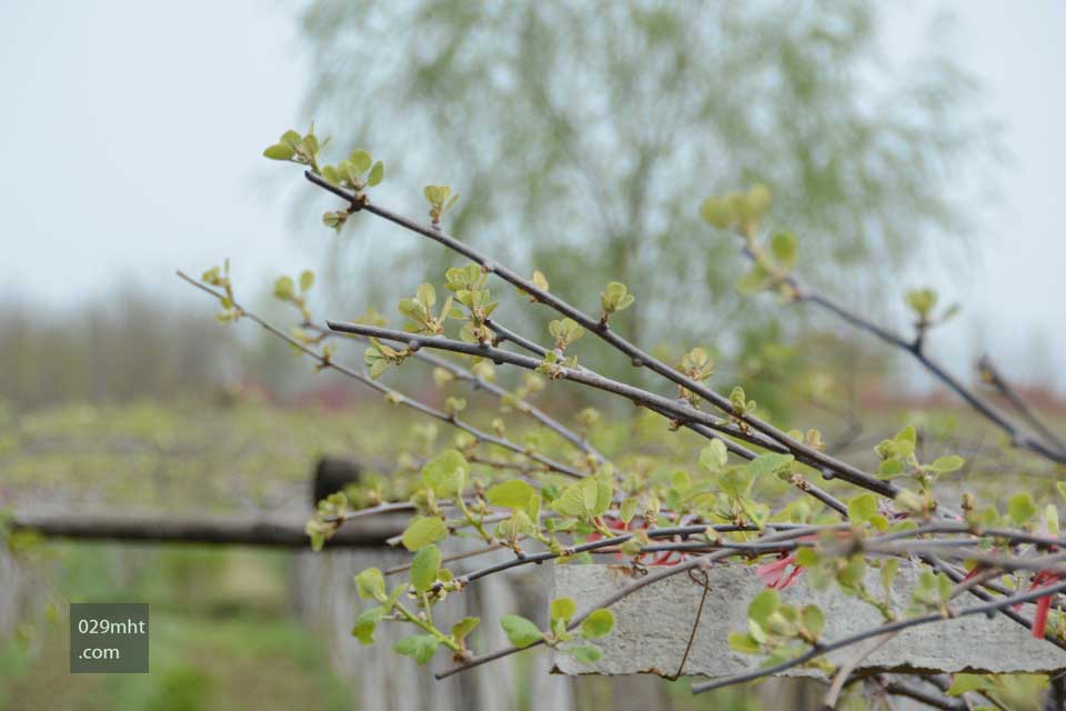 2015年清明节PG国际猕猴桃基地美好画报1.jpg