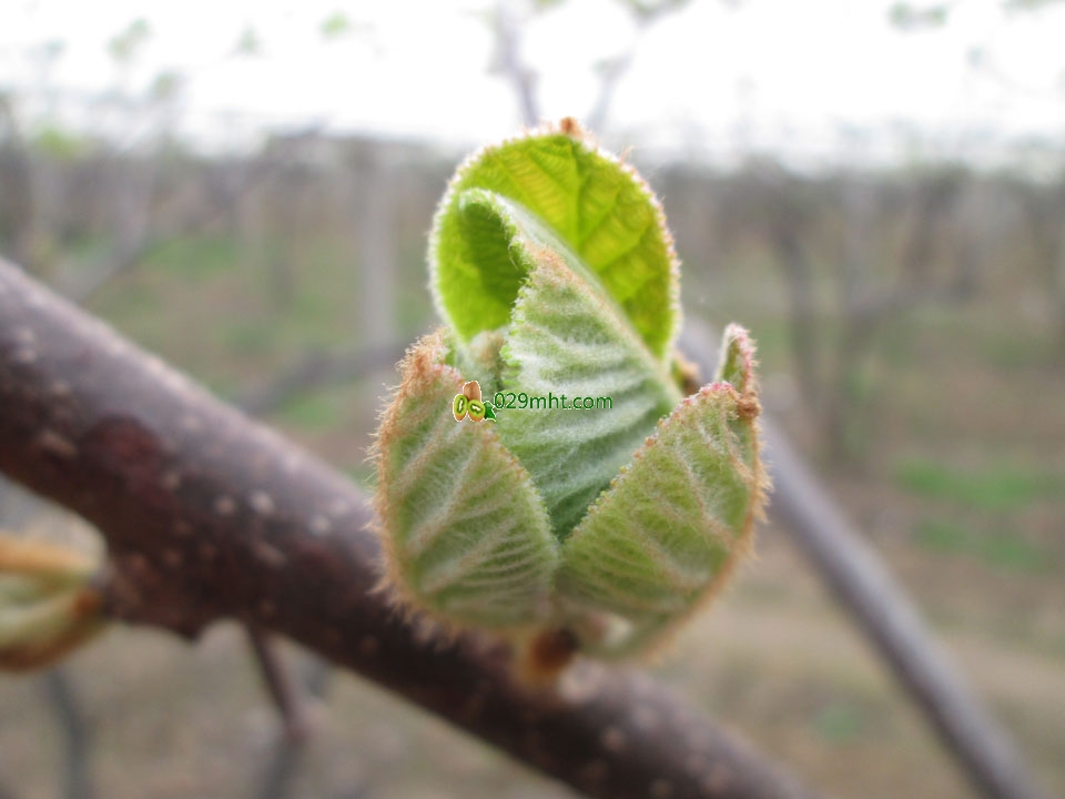 PG国际猕猴桃4月发芽画报