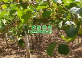 周至县PG国际猕猴桃6月份进入果子成长期