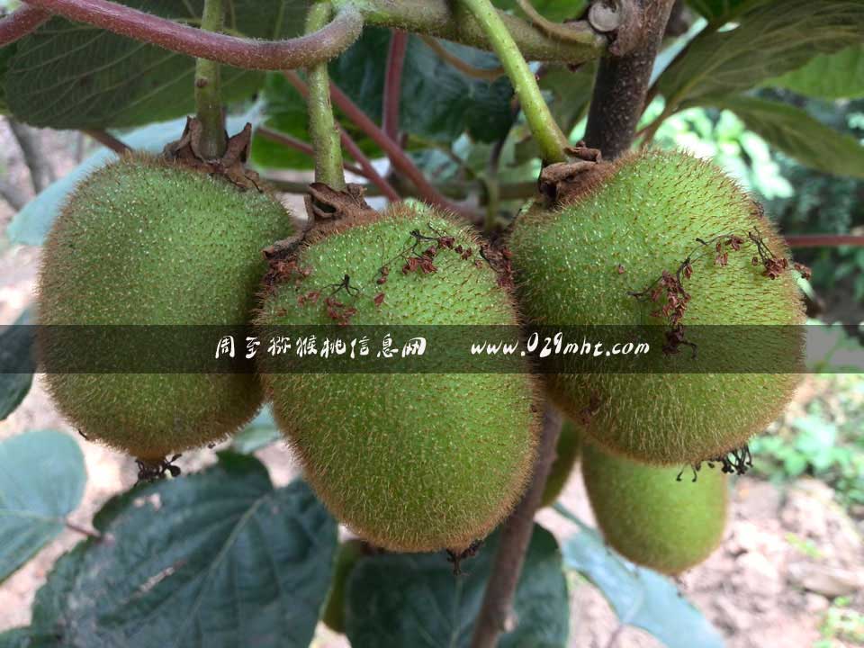 <a href=http://www.summer2018.cn/zhouzhimihoutao/ target=_blank class=infotextkey />周至PG国际猕猴桃</a>7月画报