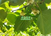陕西省眉县PG国际猕猴桃开花的图片