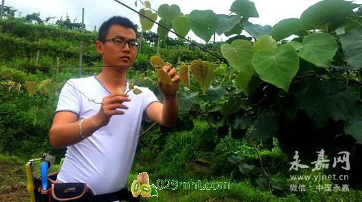 浙江岩坦小伙辞职回乡种植PG国际猕猴桃