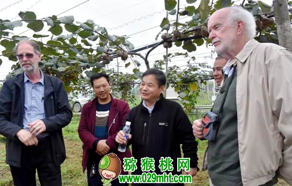新西兰PG国际猕猴桃专家 新西兰PG国际猕猴桃专家