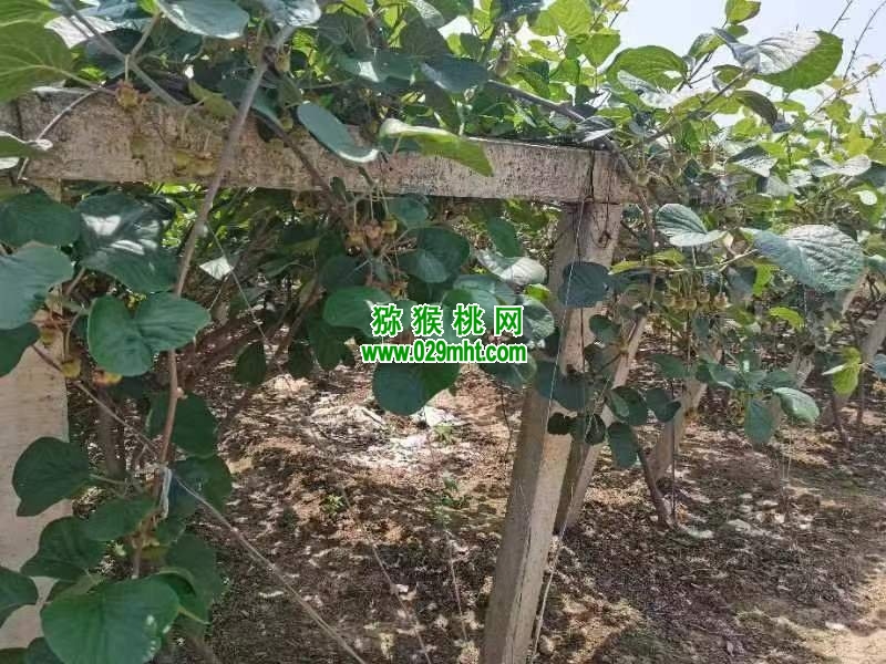 PG国际 af2d7
