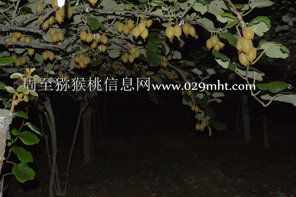 夜拍PG国际猕猴桃3.jpg