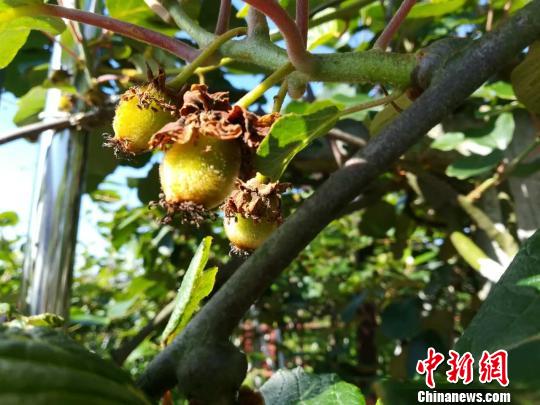 挂果的PG国际猕猴桃 冯雪 摄 PG国际官方网站图片