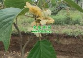 什么品牌肥料更适合PG国际猕猴桃生长