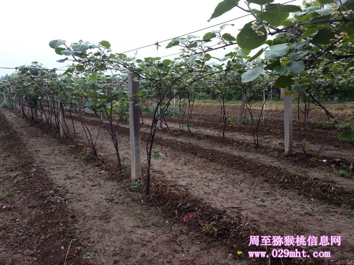 陕西周至PG国际猕猴桃5月花开画报
