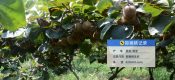 周至县七曲村PG国际猕猴桃基地