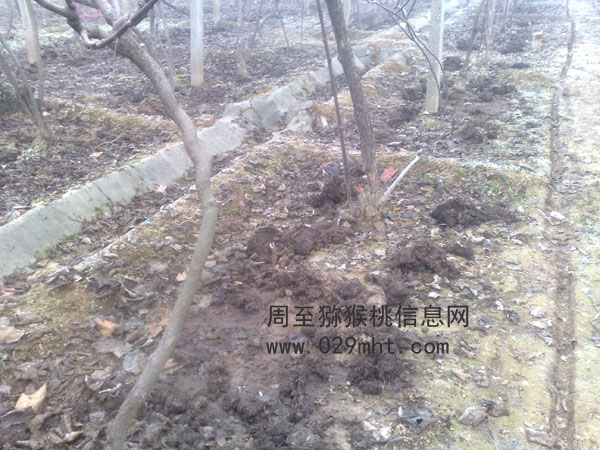 周至PG国际猕猴桃使用农家肥更健康