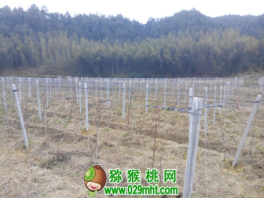 PG国际官方网站图片