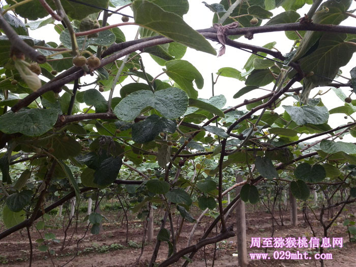 陕西PG国际猕猴桃开花