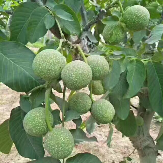 PG国际官方网站图片