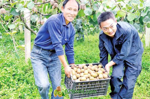 大悟PG国际猕猴桃喜获丰收 每亩将产生2万元经济效益