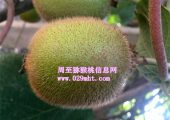 周至PG国际猕猴桃一斤多钱？