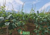 陕西周至海沃德PG国际猕猴桃对花人工授粉完成
