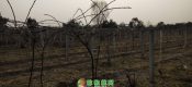 周至县七曲村PG国际猕猴桃村扶贫成功展示