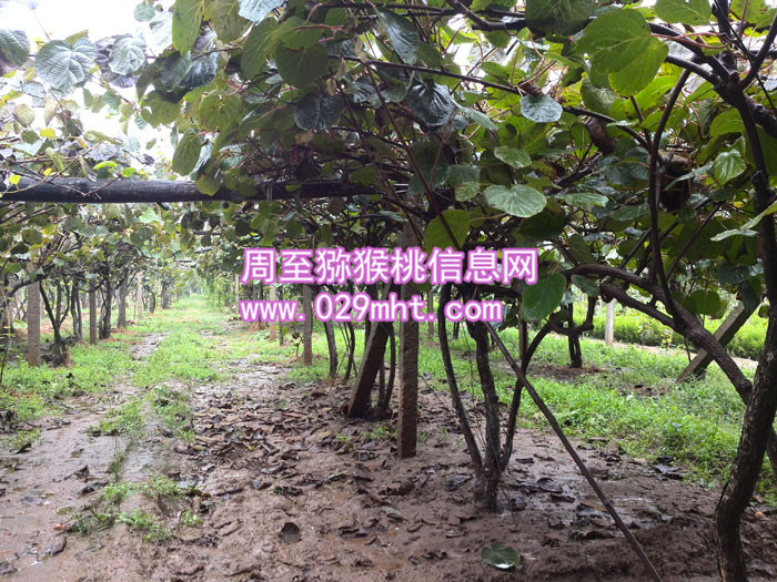 PG国际猕猴桃宣传