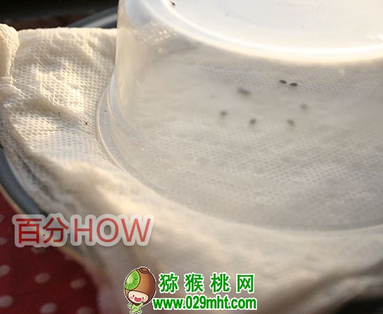 <a href=http://www.summer2018.cn target=_blank class=infotextkey />奇异果</a>催芽种植的步骤2