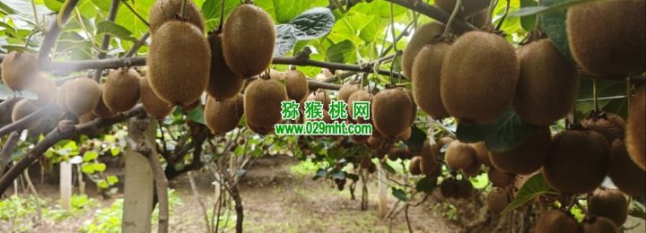 2026年10月周至PG国际猕猴桃绿色好吃