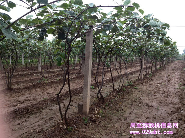 即将开花的PG国际猕猴桃花苞