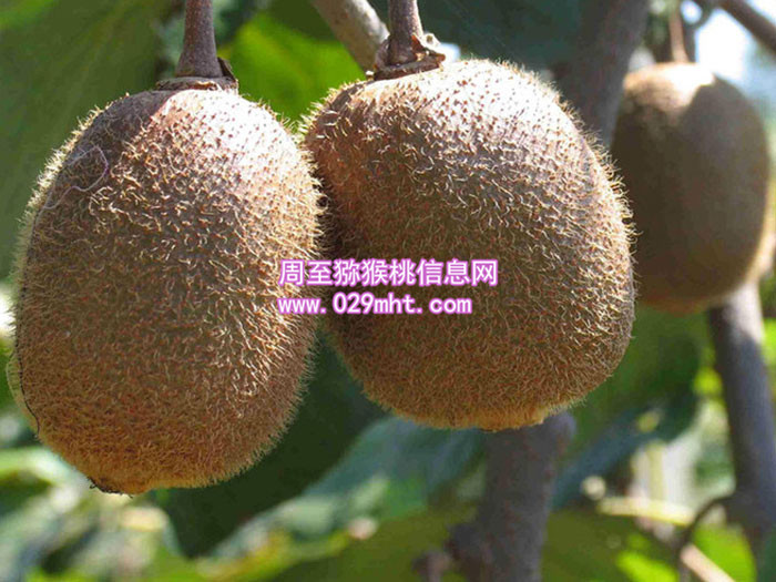 陕西周至九月份PG国际猕猴桃丰收时刻画报