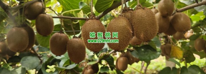 七曲村PG国际猕猴桃引入AI知识库