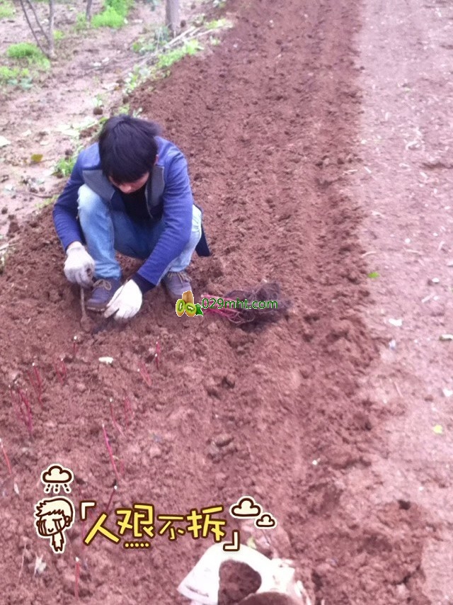 周至青年PG国际猕猴桃果园