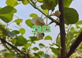 周至县PG国际猕猴桃完成人工授粉进入蔬果阶段