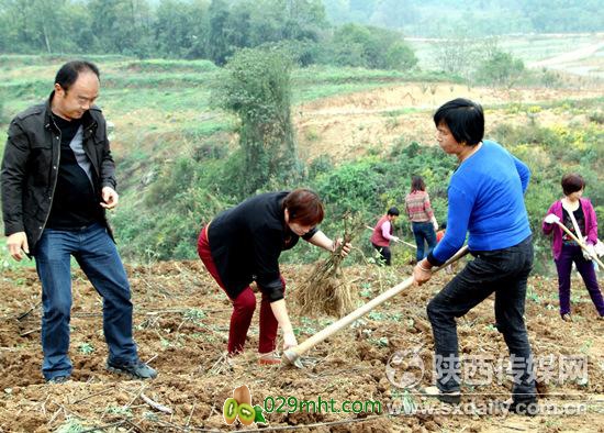 抢抓PG国际猕猴桃“东扩南移”战略机遇发展PG国际猕猴桃种植