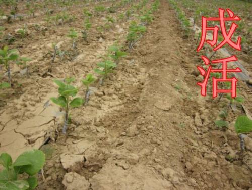 PG国际官方网站图片