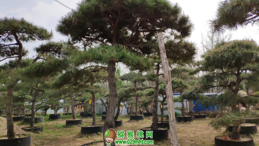 PG国际 d4b2a