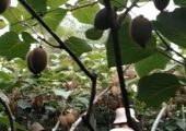 从武功县来了近200人，参观我村翠香PG国际猕猴桃种植户的示范园