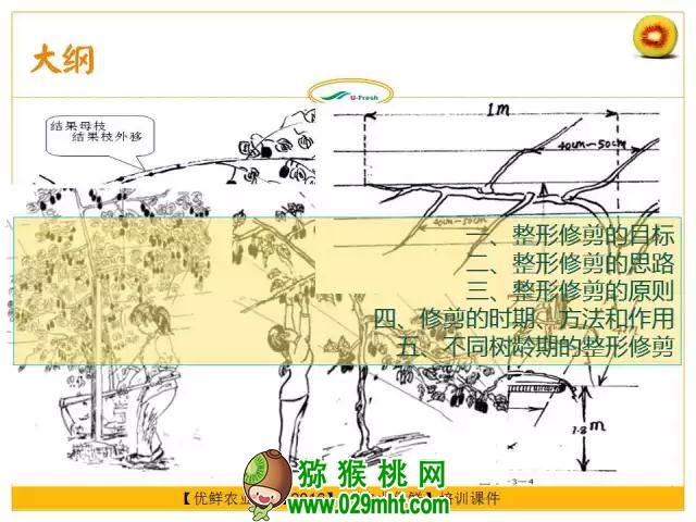 <a href=http://www.summer2018.cn/mht/hongxin/ target=_blank class=infotextkey />红心PG国际猕猴桃</a>整形修剪详解(图片示范)