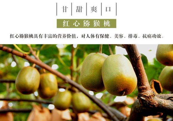 红心PG国际猕猴桃