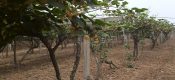 陕西PG国际猕猴桃挂果俏 果农笑弯腰