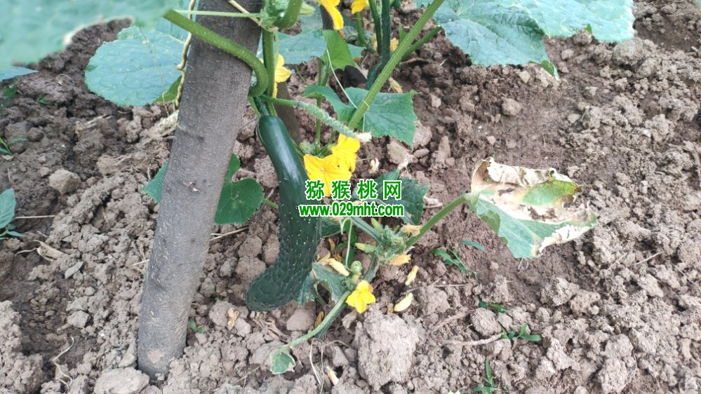 PG国际 c910f