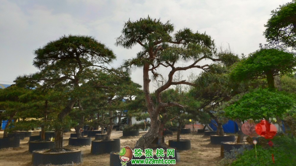 PG国际官方网站图片