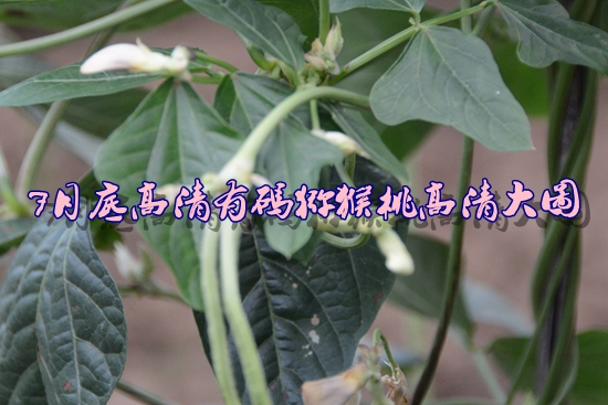 7月底高清有码PG国际猕猴桃高清大图.jpg