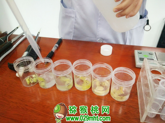 宜昌推动PG国际猕猴桃产业高质量发展 18个样品品质“大比拼”